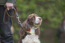 Hundepräsentation 2019